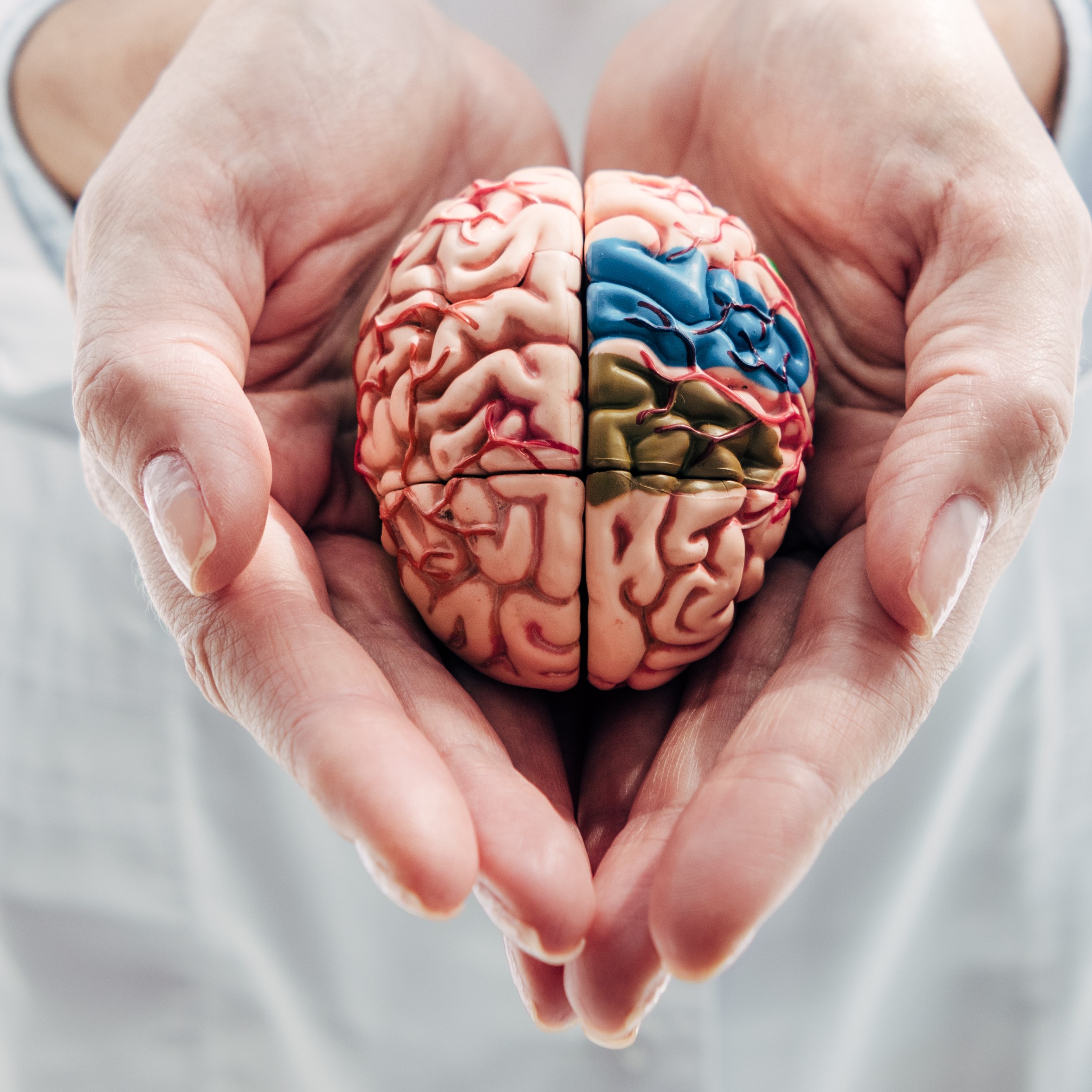 panoramic shot of doctor holding model of brain in clinic